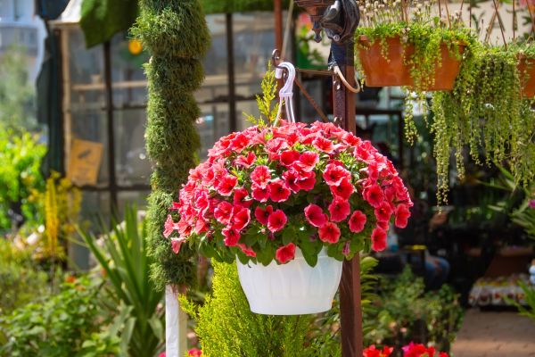 Cost of Hanging Planter Installation in Longview