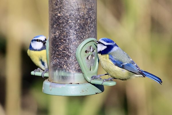 Cost of Bird Feeder Mounting Service in Longview