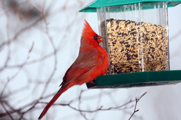 Cost of Bird Feeder Hanging in Longview